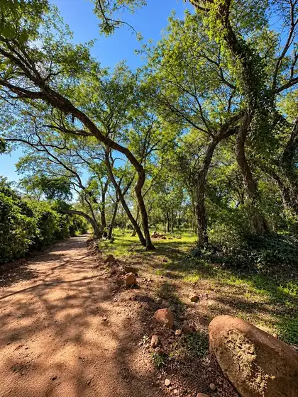 Tres lotes arbolados en Ypacaraí 3